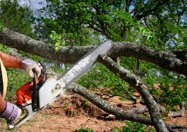 Trusted Weaverville, CA Tree Care Experts