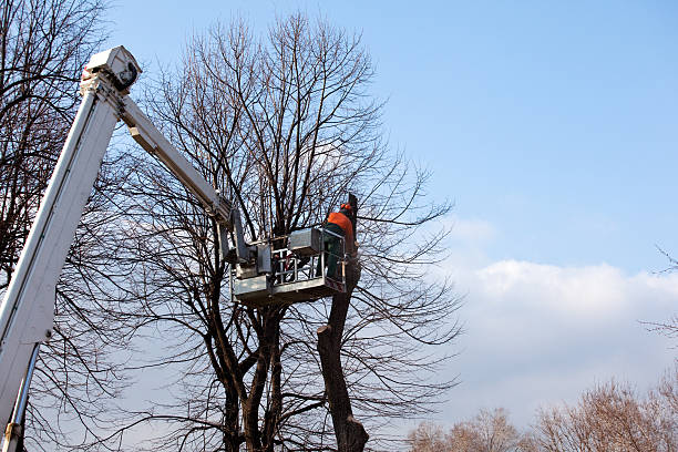 Best Aeration Services  in Weaverville, CA